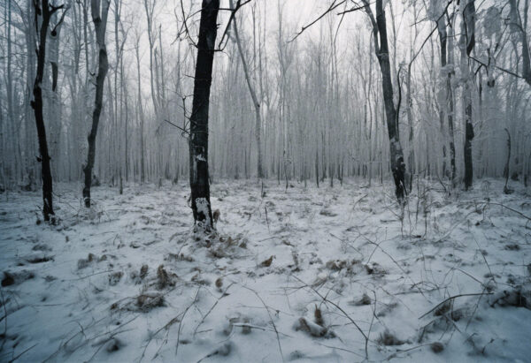 "Ecos Fríos de la Ausencia: El Bosque de Chernobyl"